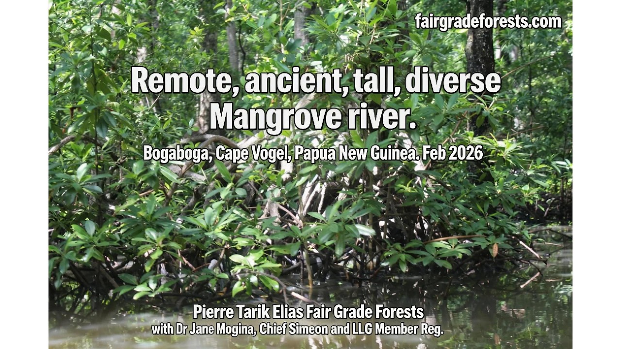 Mangrove. Bogaboga, Cape Vogel, Papua New Guinea. Feb 2026