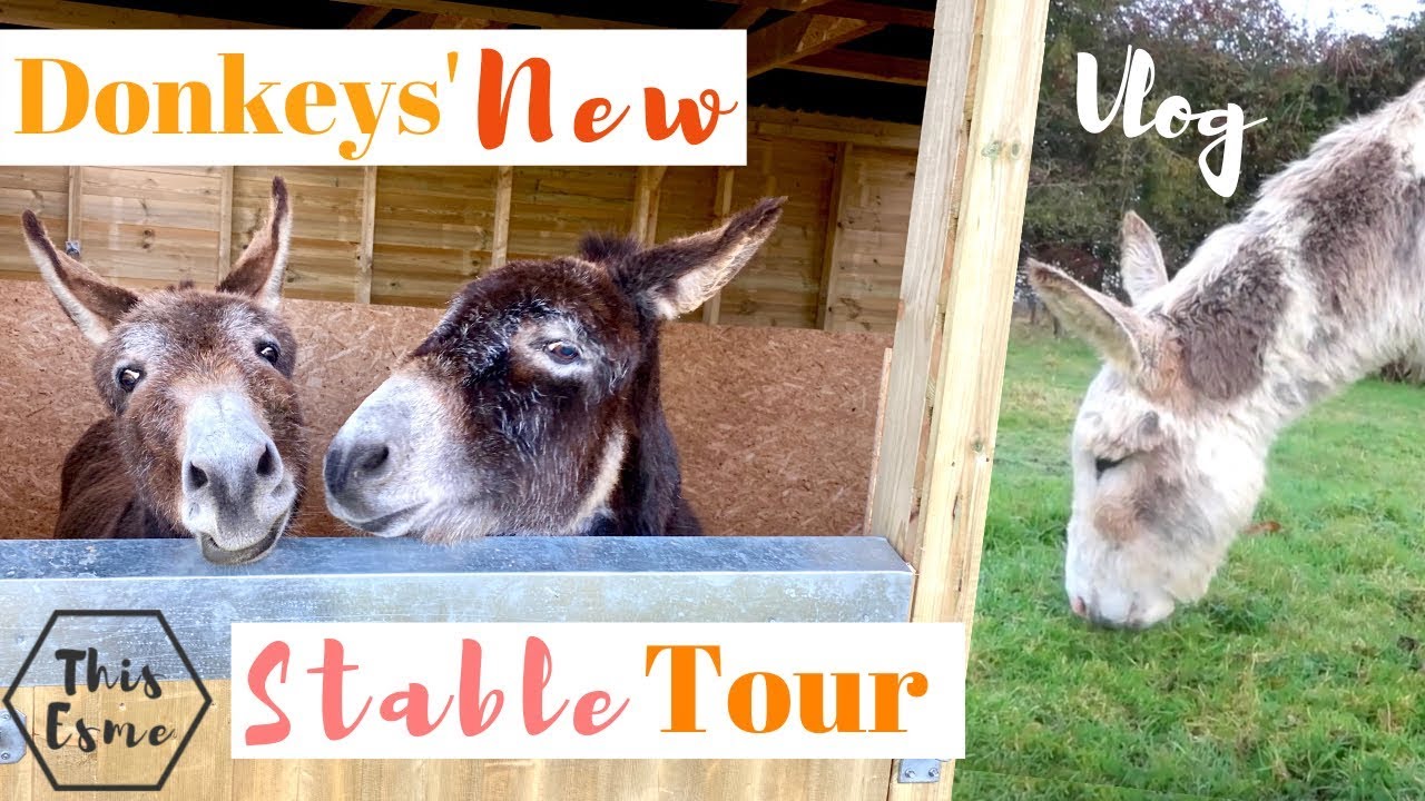 NEW Donkey Stable TOUR | Barn Vlog | This Esme