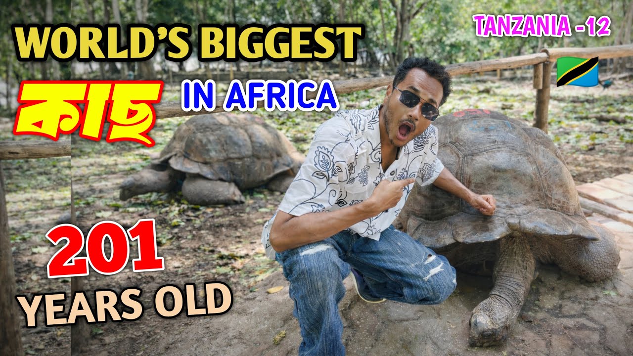 আহক চাওঁ পৃথিবীৰ আটাইতকৈ ডাঙৰ 201 বছৰীয়া কাছ Biggest Tortoise in the World 😮In Zanzibar by Bhukhan 
