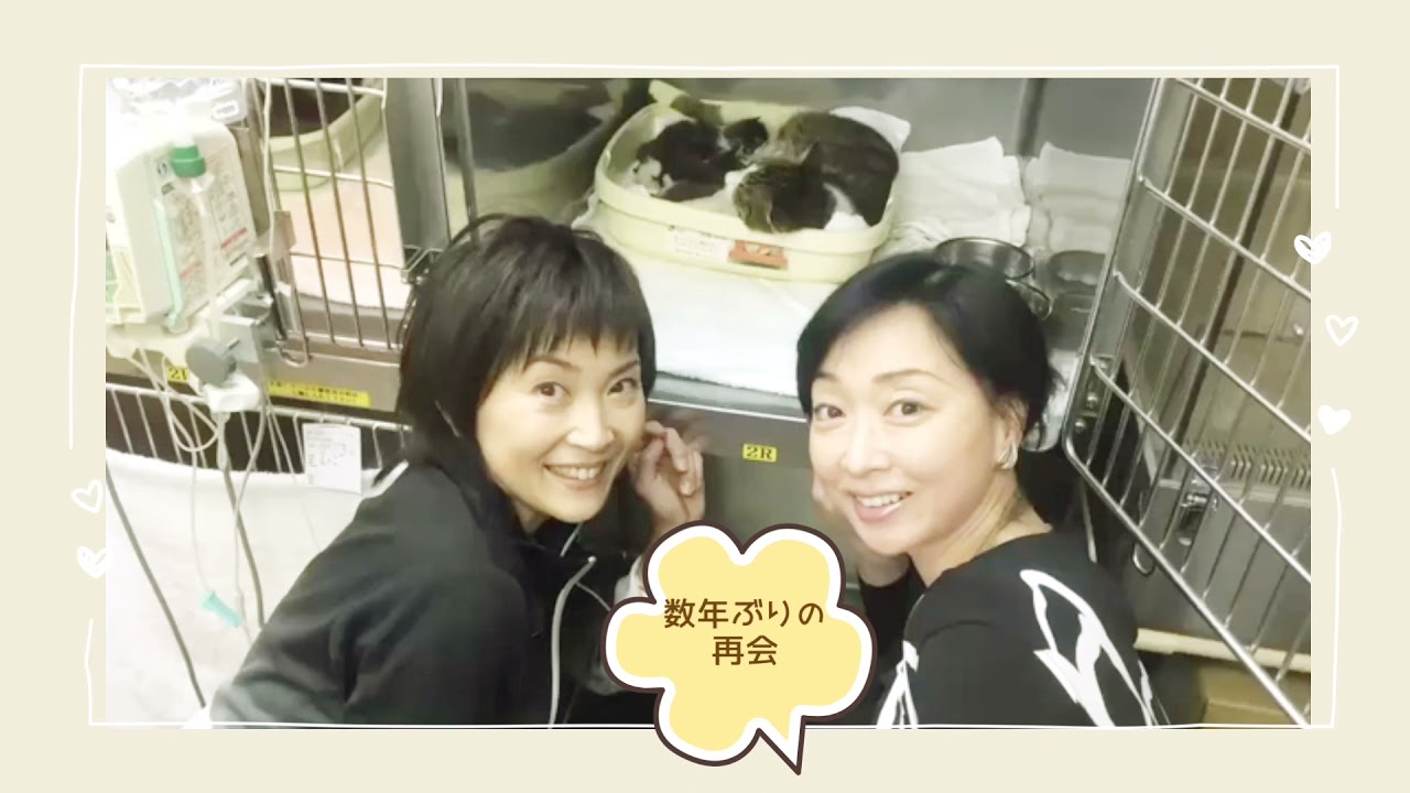 【金八同窓会】#10山本まどか編&【まいネコ🐈】タック#33 特別編