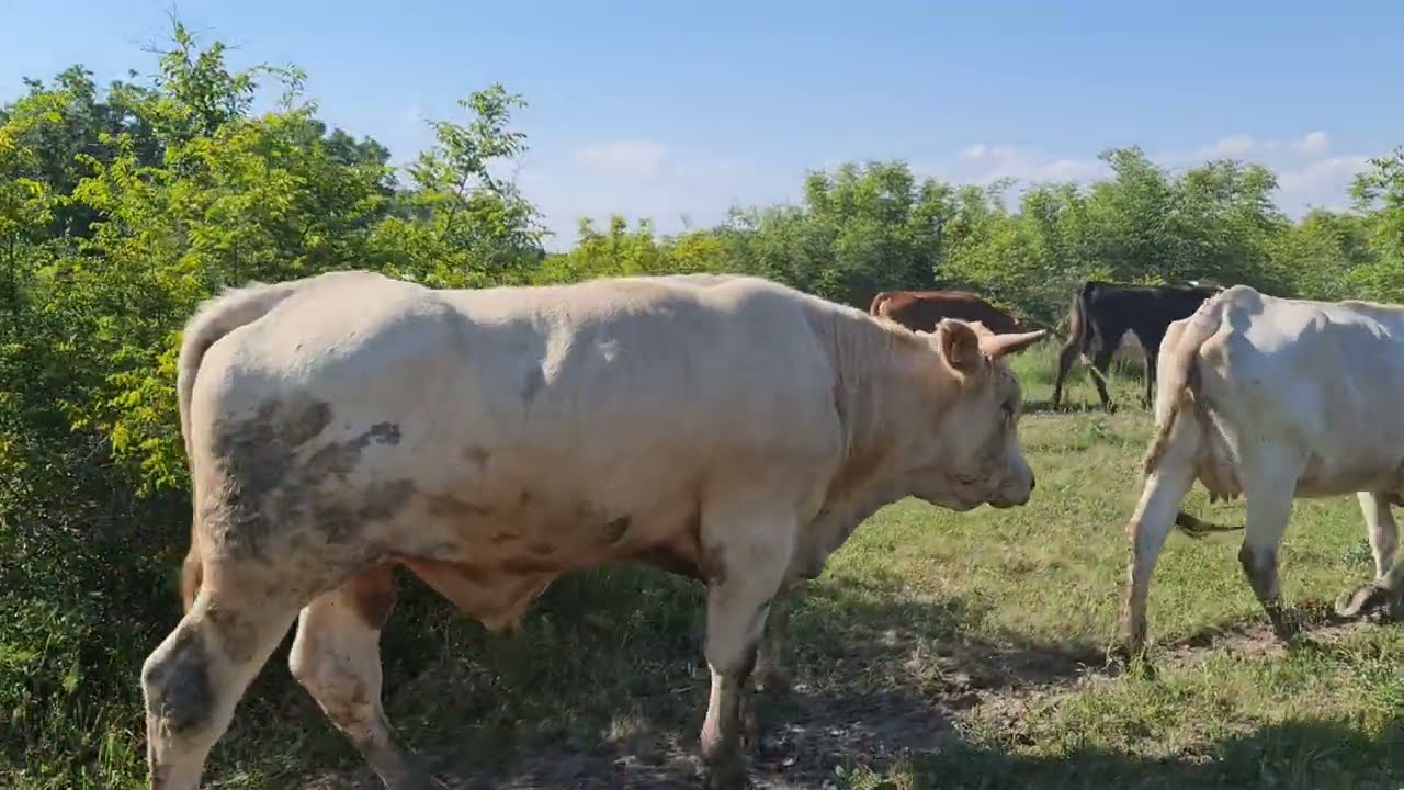 Trakya da Yoz Hayvan Sürüsü