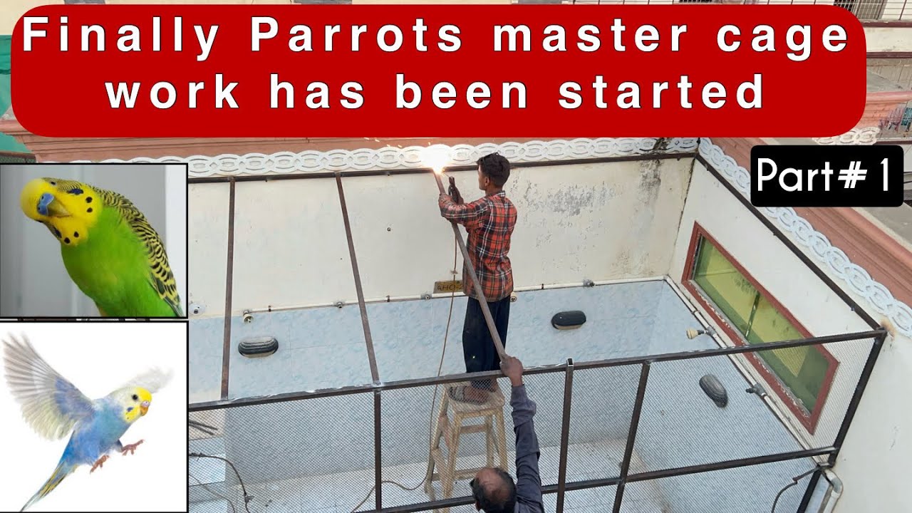 Finally Parrots master cage work has been started | How to construct master cage for parrots colony