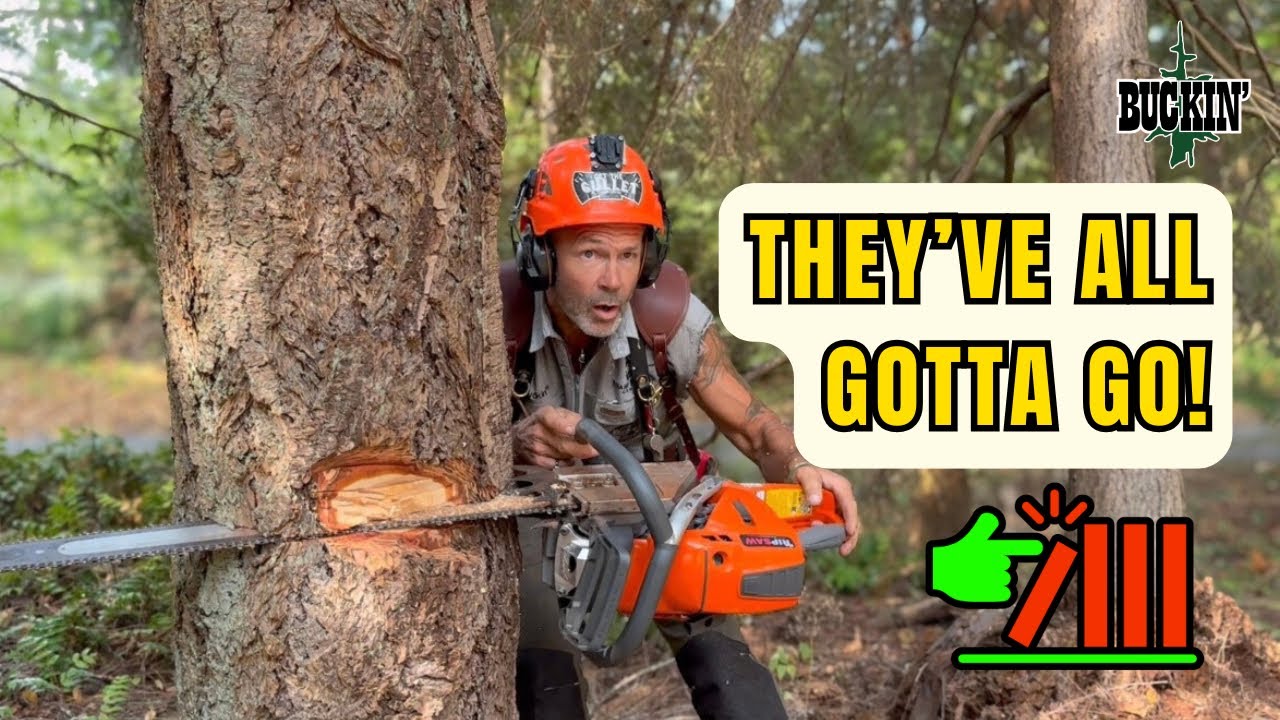 Overcoming A Tree Felling Difficulty 