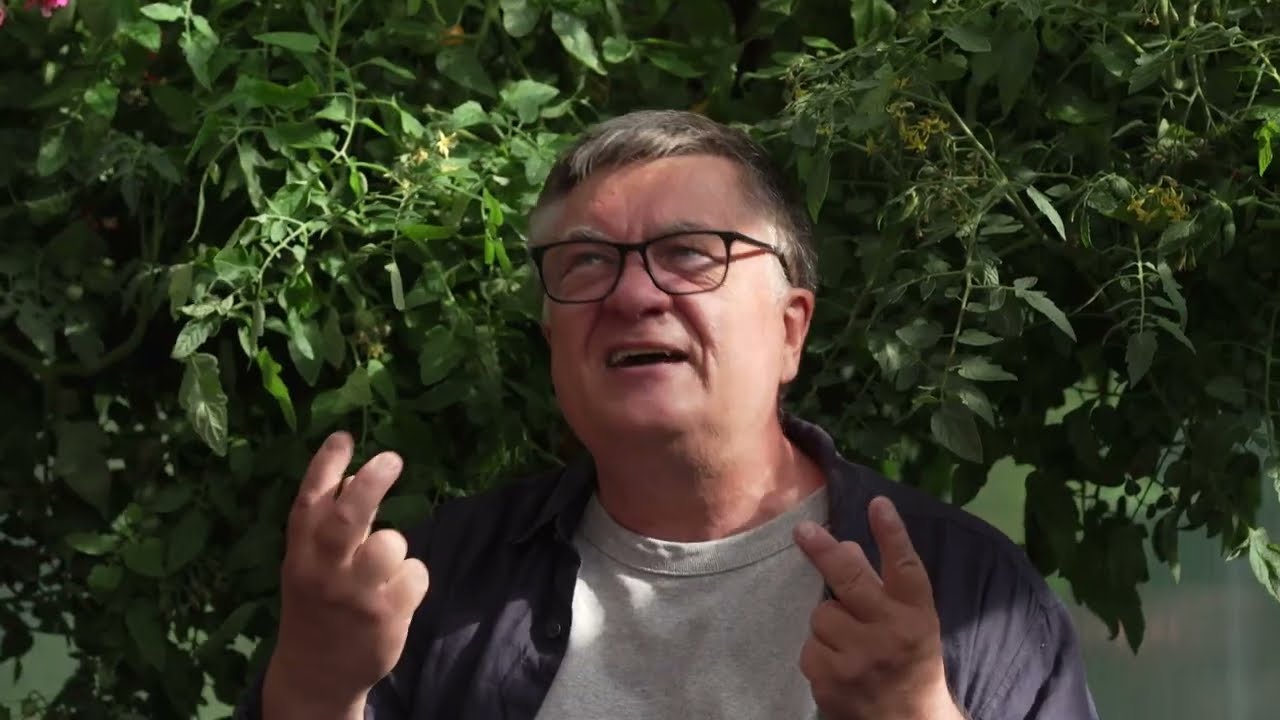 Ампельные томаты. Вкусно и красиво!