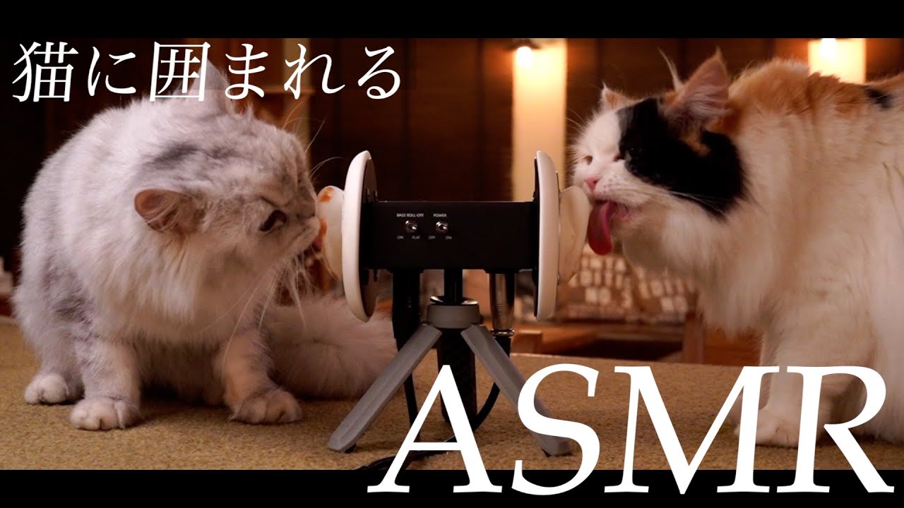 【ASMR】猫好きが幸せな気持ちになれる音。/咀嚼音,ゴロゴロ音,舐める音,グルーミング音