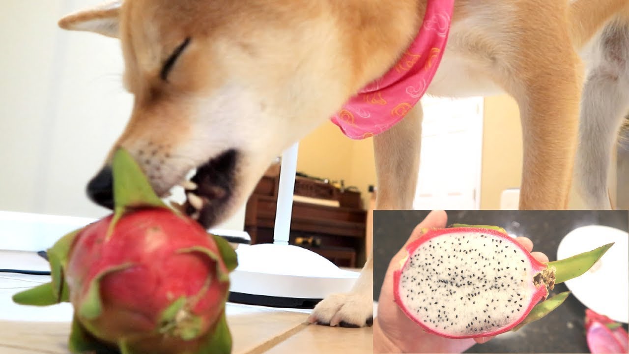 SHIBA INU REACTS TO DRAGONFRUIT | Taste it Tuesday