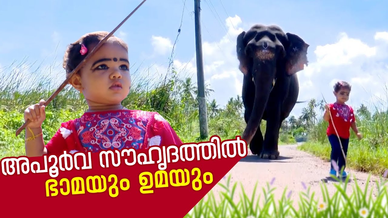 അപൂർവ സൗഹൃദത്തിൽ ഭാമയും ഉമയും | Kerala Elephant Uma and Bhama's incredible love and friendship