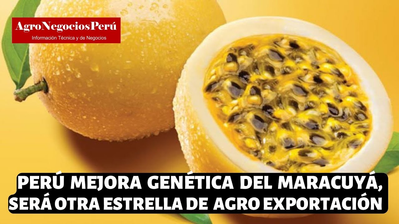 Perú mejora genética del maracuyá y será otra estrella de la agroexportación