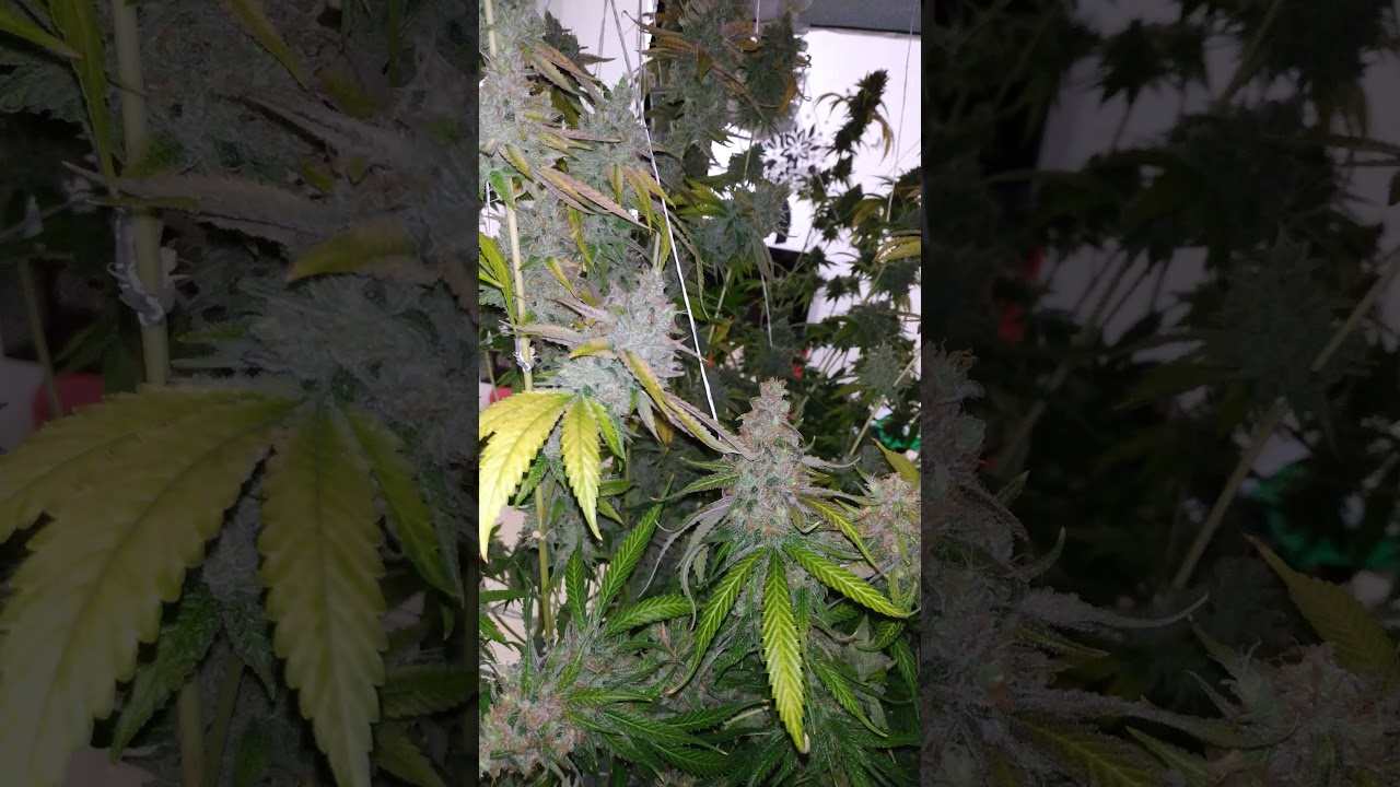 Gorilla critical+ white siberian harvest