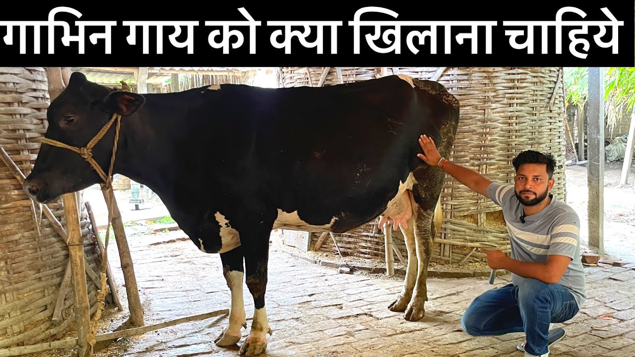 गाभिन गाय 🐄 की देखभाल खुराक।Pregnant Cow Ko Kya Khilana Chahiye