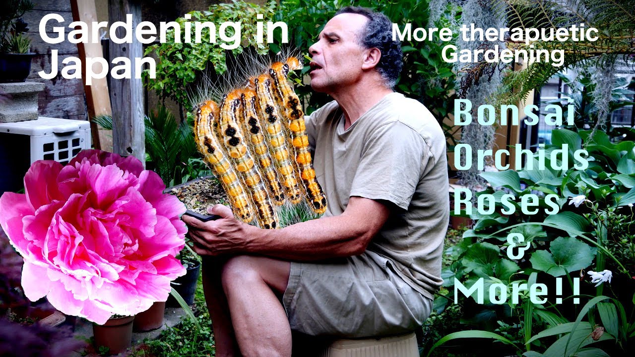 Gardening in Japan, Japanese Orchids, Bonsai Tree Pruning and Rambler Roses