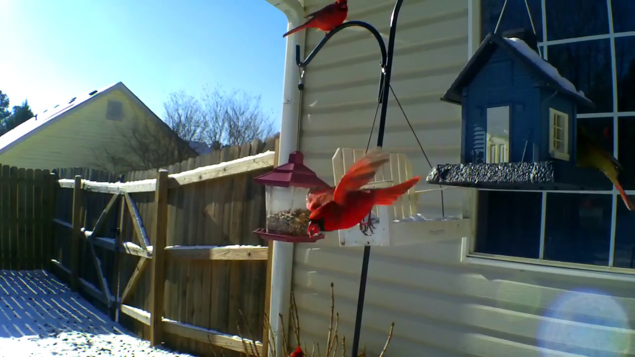 Birds feeding in the Wild