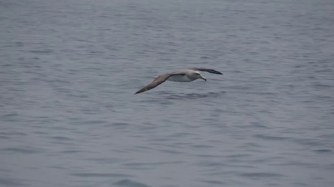 Salvin's Albatross, Off Kaikoura, New Zealand, 23 Nov 2017.