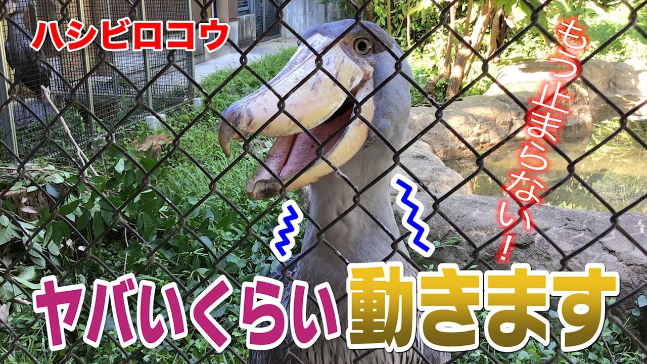 「動かない鳥」ハシビロコウ！謎の首ブルブル行動の秘密