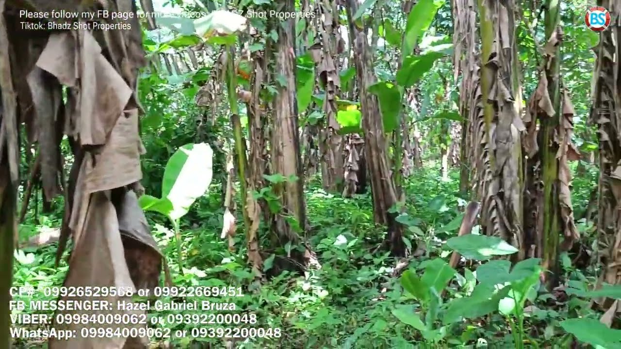 (P# 895) 1,281 sqms Farm lot sa Liliw, Laguna for sale @ 1.5M negotiable price