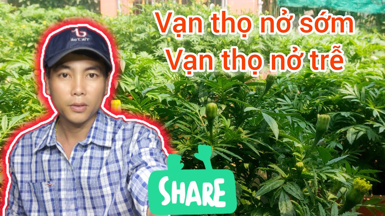 cách khắc phục bông vạn thọ nở sớm nở trễ, p1 huỳnh tinh vlog