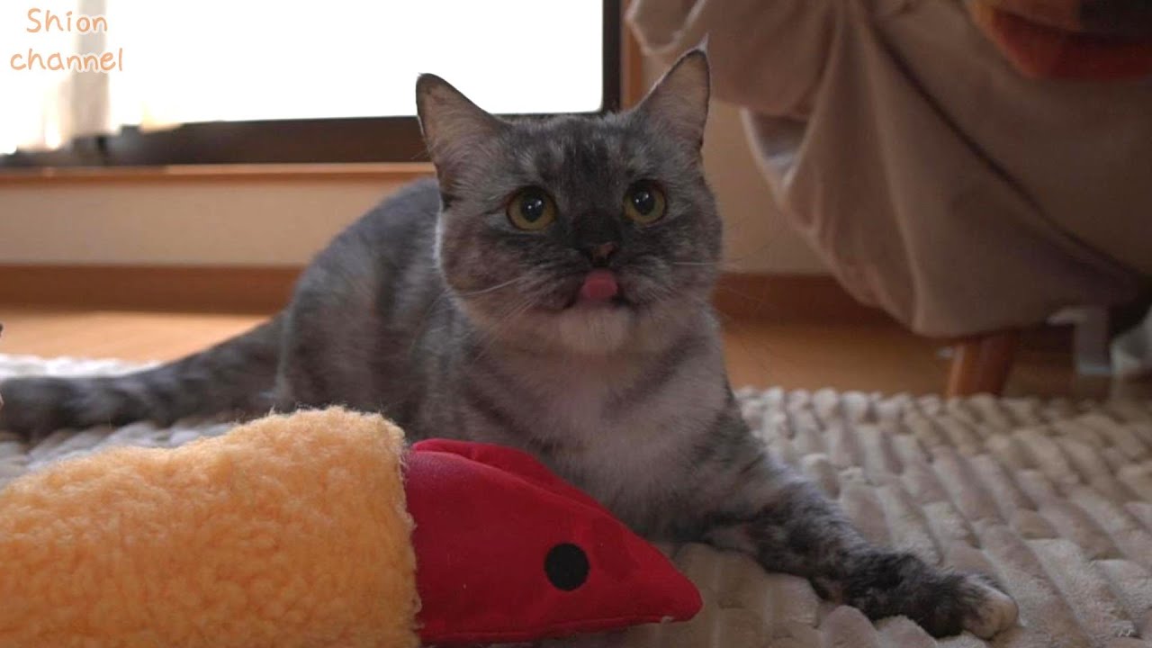 生まれて初めてマタタビを嗅いだ猫の反応がこちら…