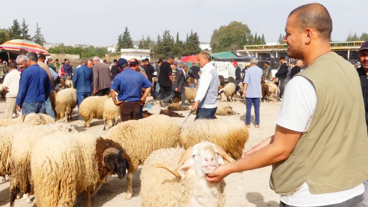 جولة في رحبة العلوش بباجة و لمحة عن اسعار الاضاحي ...#اكسبلور #عيد #علوش #قصص #2025 #تونس #كل #ترند