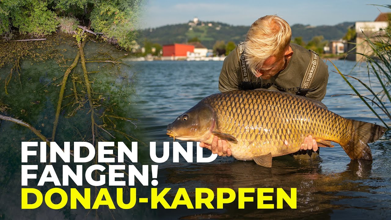 Karpfenangeln an der Donau: Fische suchen mit Mark Hofman | Flussangeln | Karpfenangeln