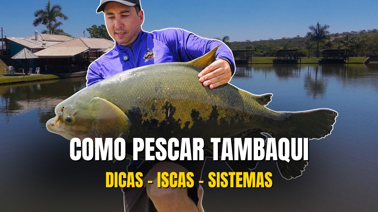 COMO PESCAR TAMBAQUI - ISCAS, SISTEMAS E DICAS - Pesqueiro e Hospedagem para a Família