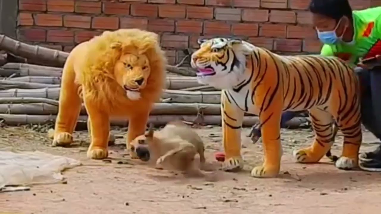 Dog Runs Away When It Sees Stuff Animals: Why Does This Happen?