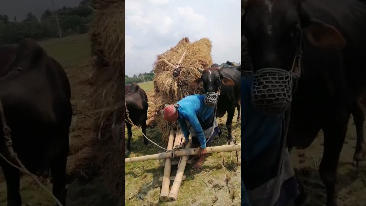 হঠাৎ সেই গরুর গাড়ির দেখা।