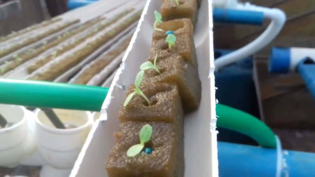 Bancada de germinação móvel fácil de fazer-hidroponia.