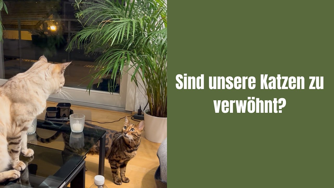 Sind unsere Katzen zu verwöhnt?