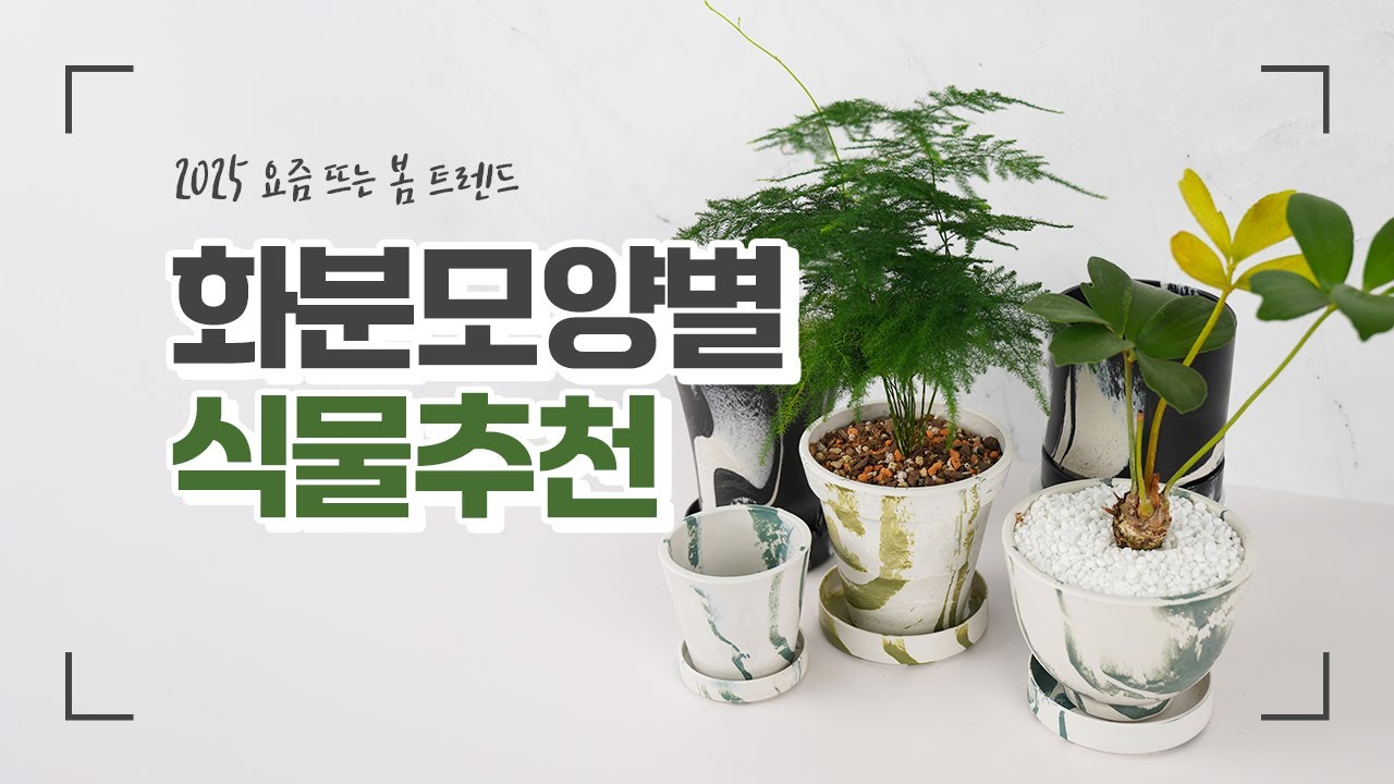 2025 요즘 뜨는 봄트렌드 화분별 식물추천