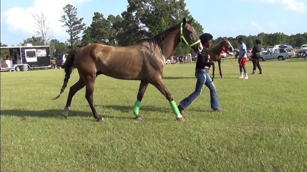Best Looking Gelding at Big Money Stables' 11th Annual Trail Ride (Halter Class)