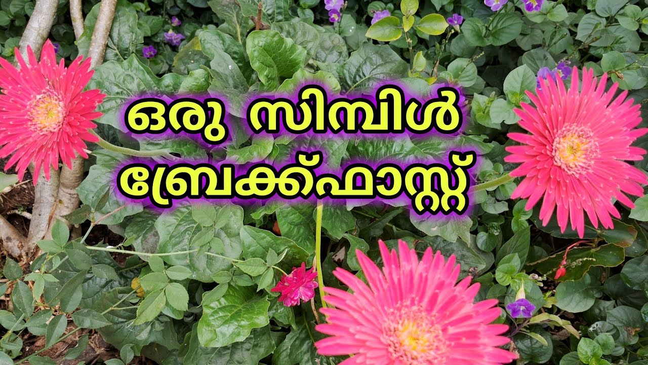 simple breakfast recipe |beautiful flowers 