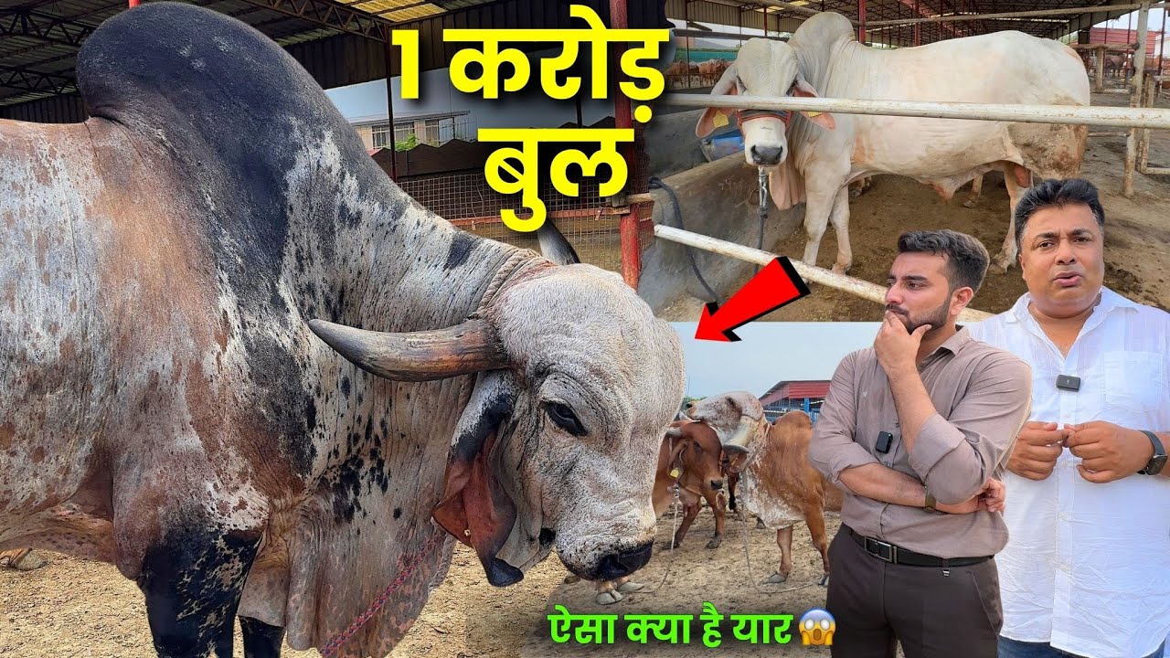 1 Crore Ka GIR BULL😱TOP Tharparkar Bull-Hindrise Gaushala Noida
