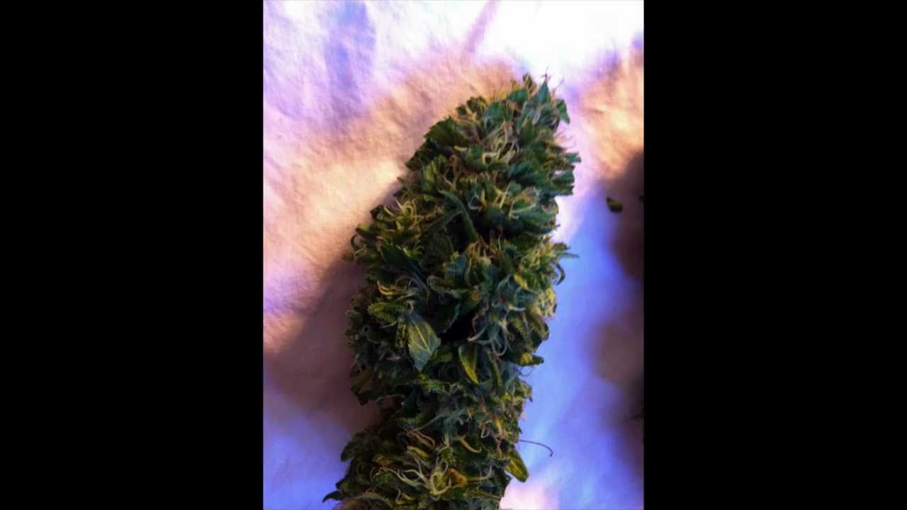 Sour Bubba Harvest