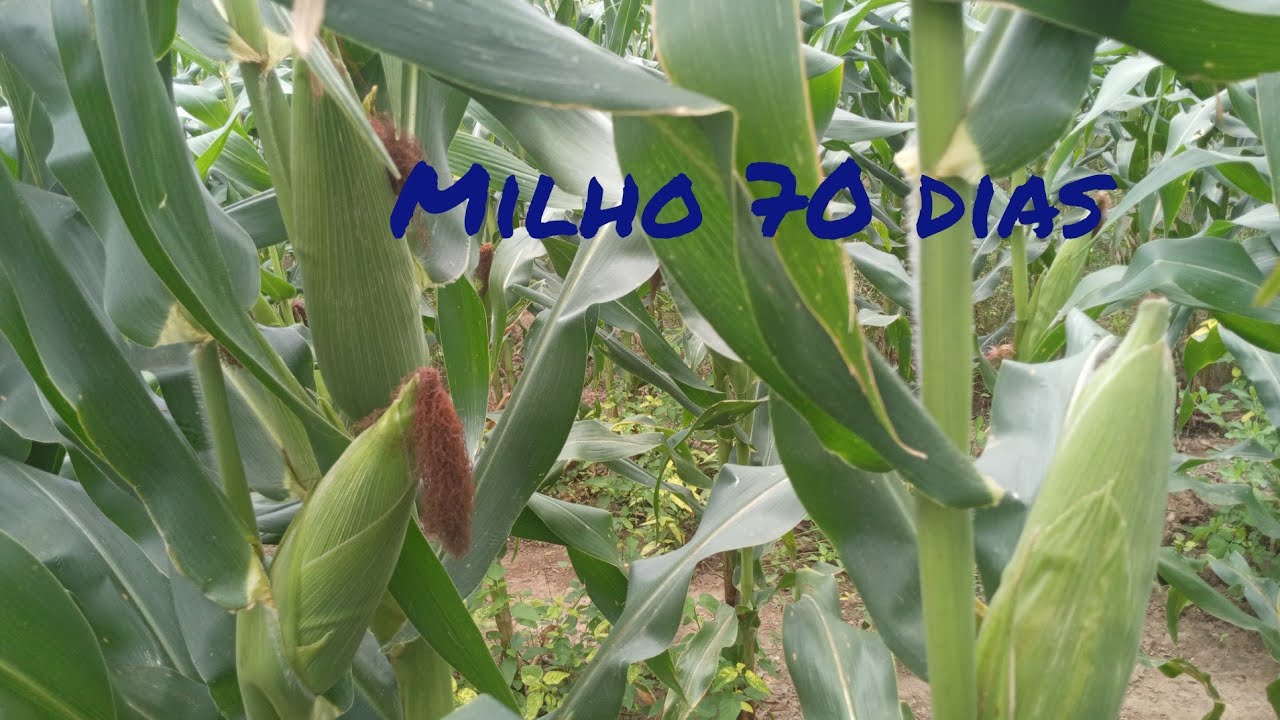 Milho com 70 dias, quase pronto para quebrar. Glórias a Deus