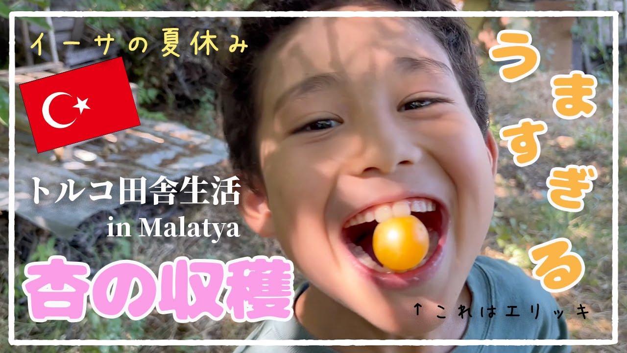 【ラスト急展開】トルコ旅行記＃６　杏の収穫と被災地マラティアの田舎生活 Apricot harvest and rural life in Malatya