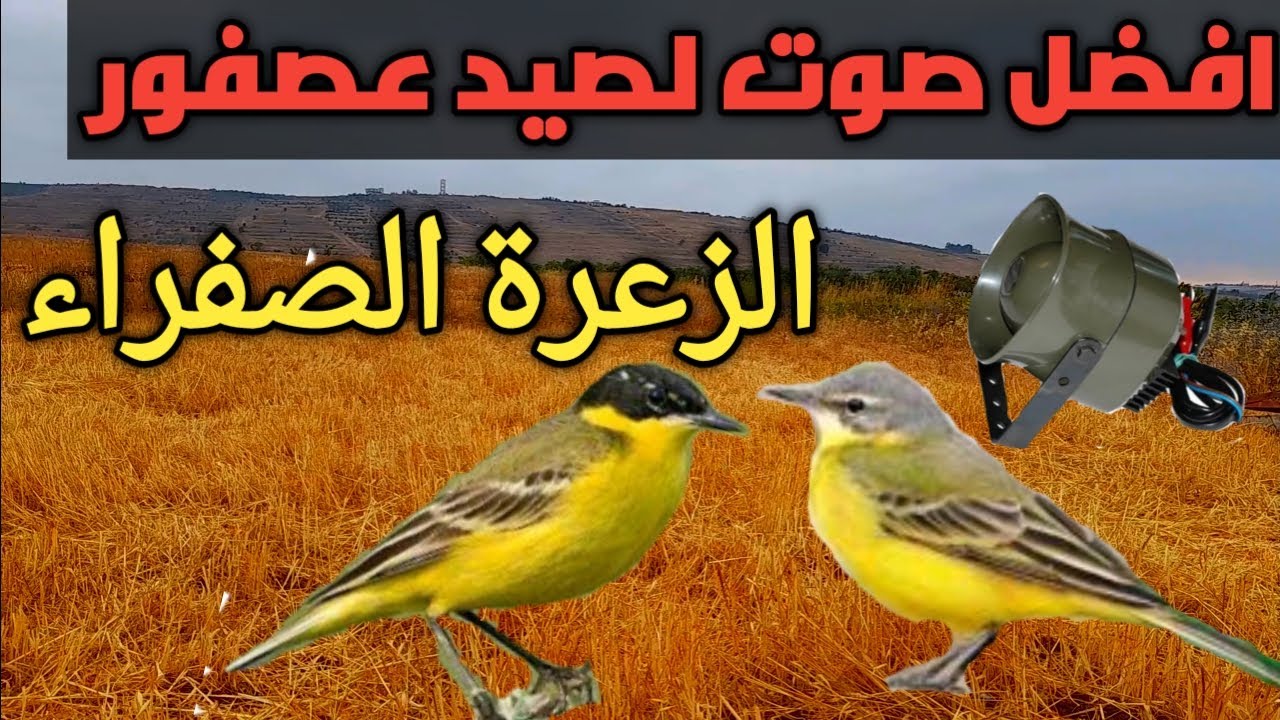 أفضل صوت لصيد عصفور الزعرة الصفراء 2022