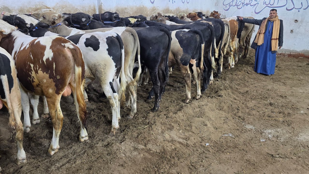 سيب اللي في ايدك وتعالى شوف بنفسك أبطال التسمين سلالات التحويل العالي البيور الأصلي علي أبوه