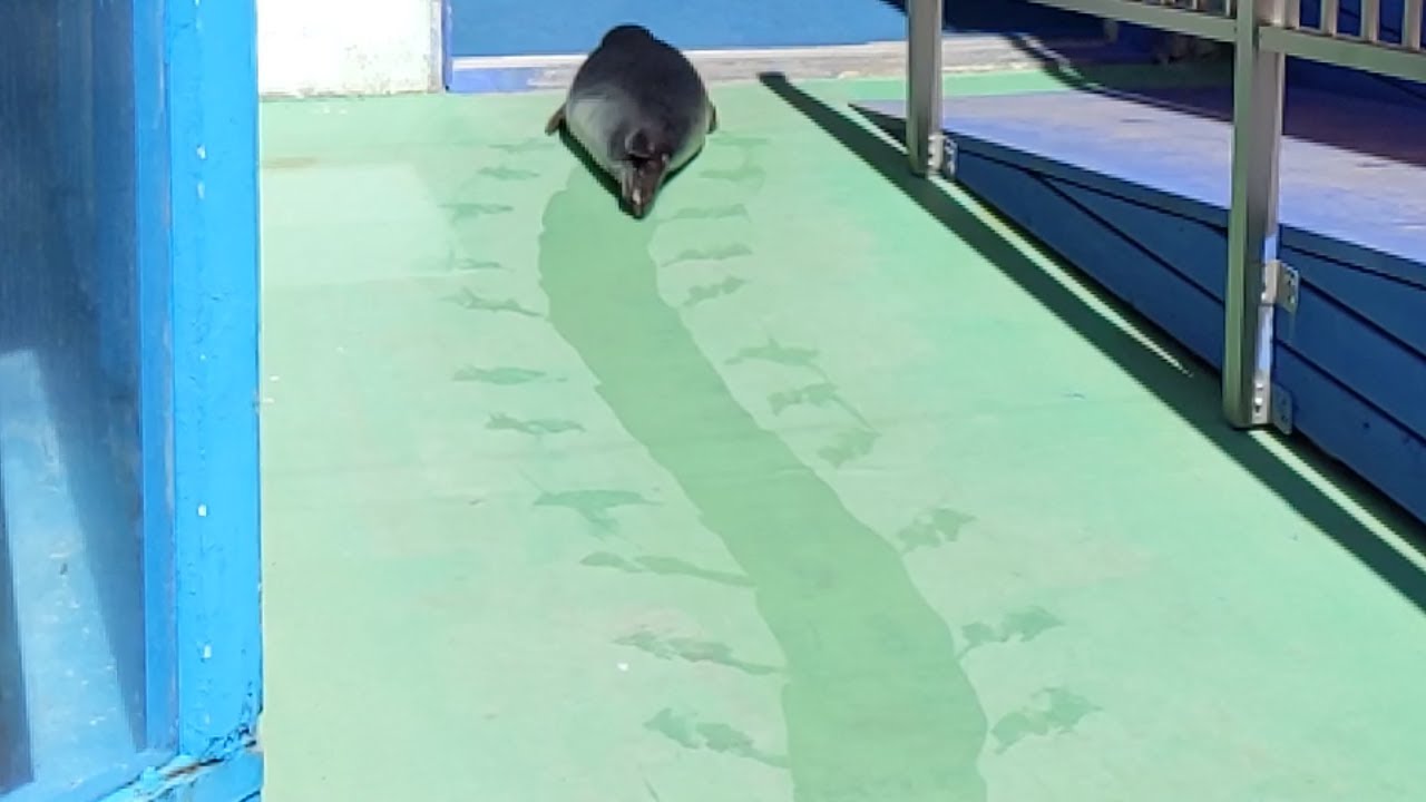 【アザラシ】ルン太(４か月)のプチ放浪 @伊勢シーパラダイス（三重県）;Baby seal