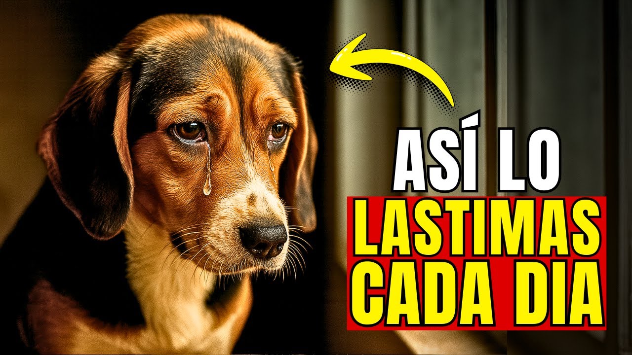 10 Cosas que le ROMPEN el corazón de tu perro (sin darte cuenta)
