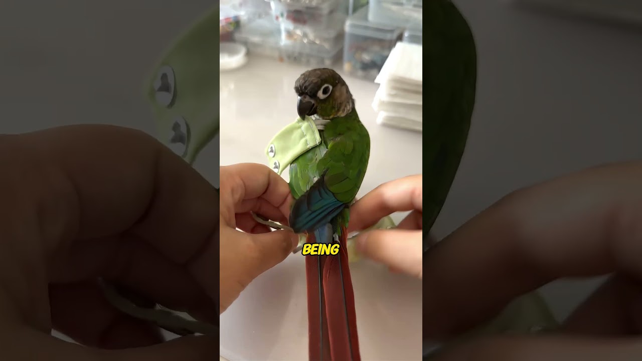 This Parrot Has The Cutest Diaper SWAP 🦜💜 #shorts