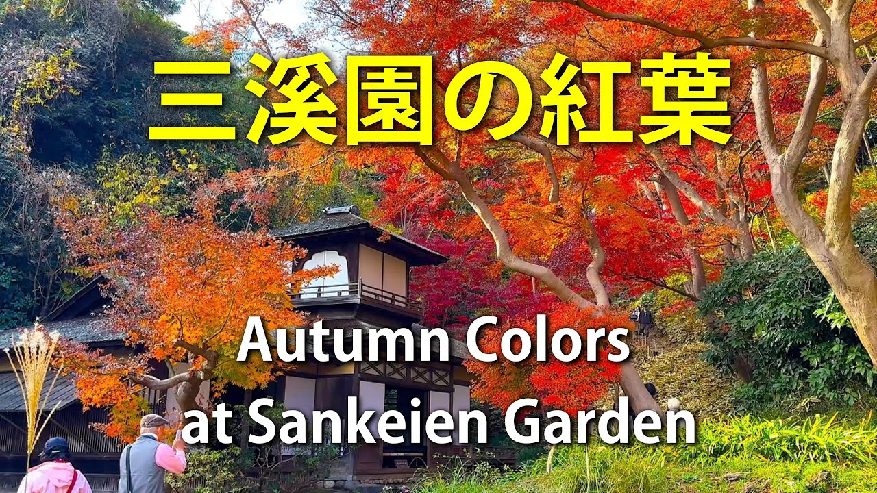 【神奈川県・横浜・三溪園】古都の風情を感じる紅葉｜Autumn Colors at Sankeien Garden/ 日本の美しい発見@yasu-discover
