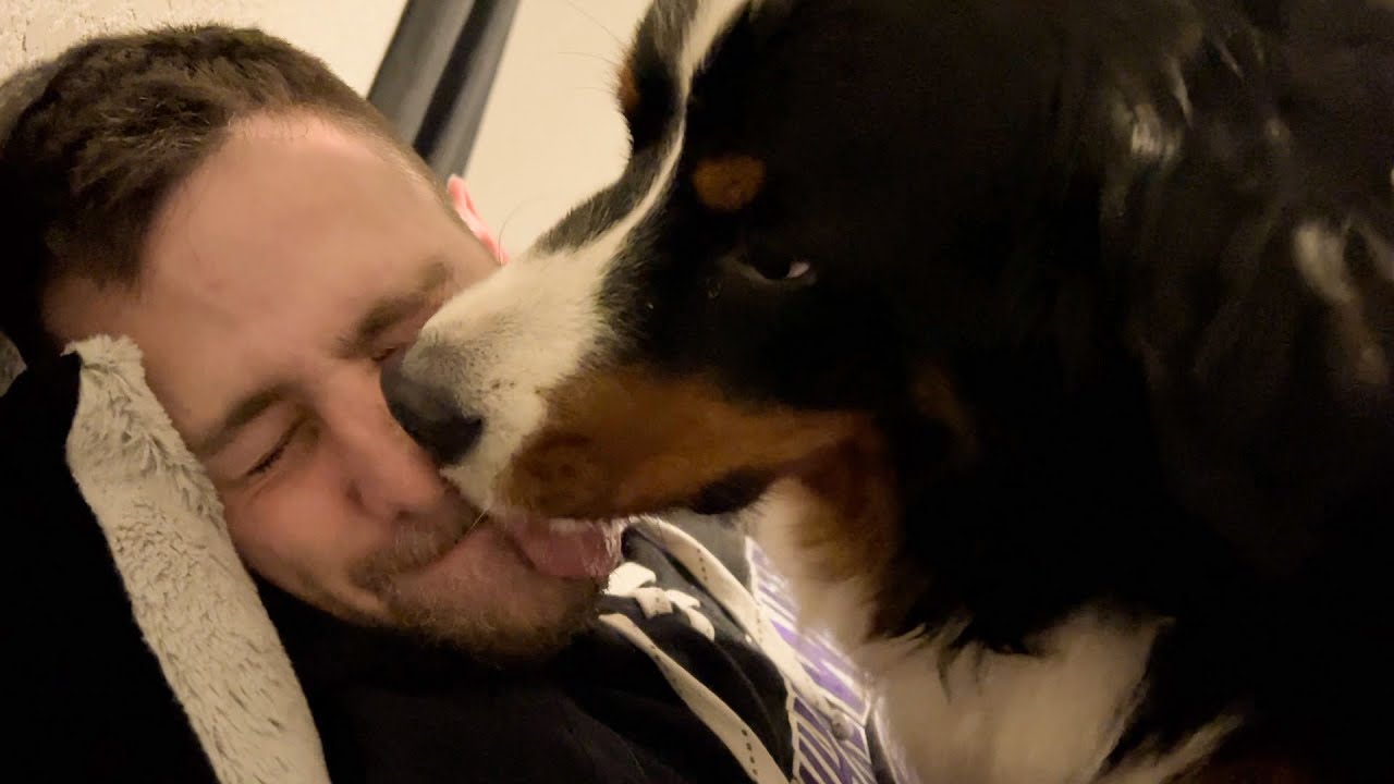 Bernese Mountain Dog Gives Lots Of Kisses - vlog 4