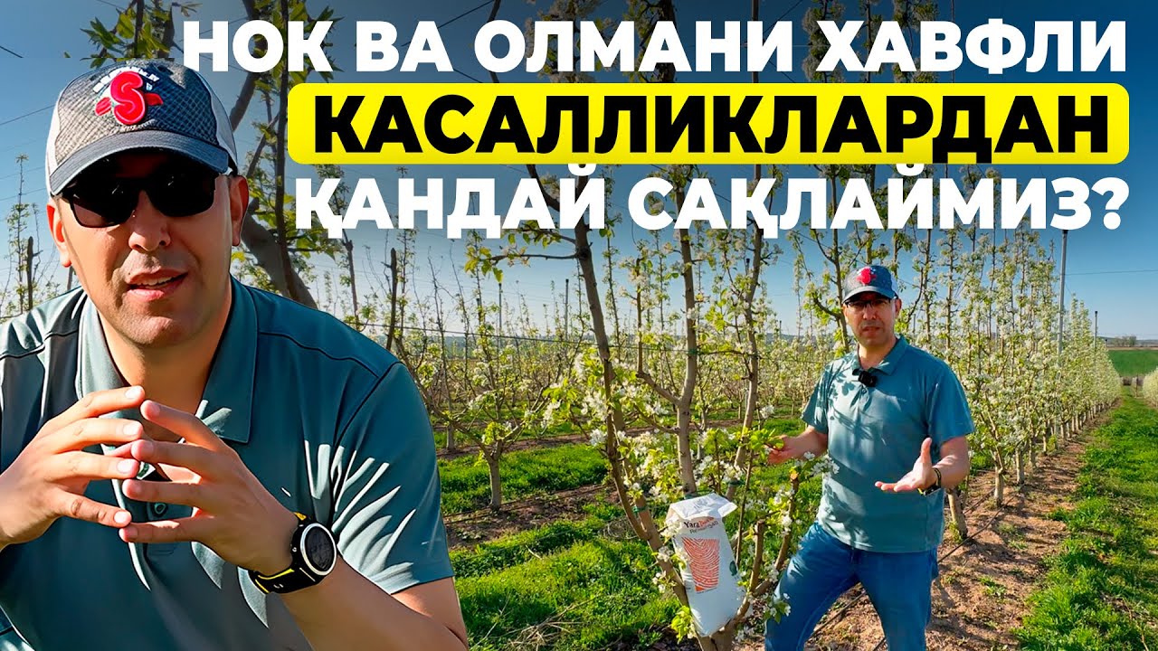 БУ ДОРИЛАРНИ ҚЎЛЛАМАСЛИК ДАРАХТЛАРНИ ТАГ-ТУГИ БИЛАН ЙЎҚ ҚИЛАДИ! | ШУҲРАТ АБРОРОВ #dori #nok #olma