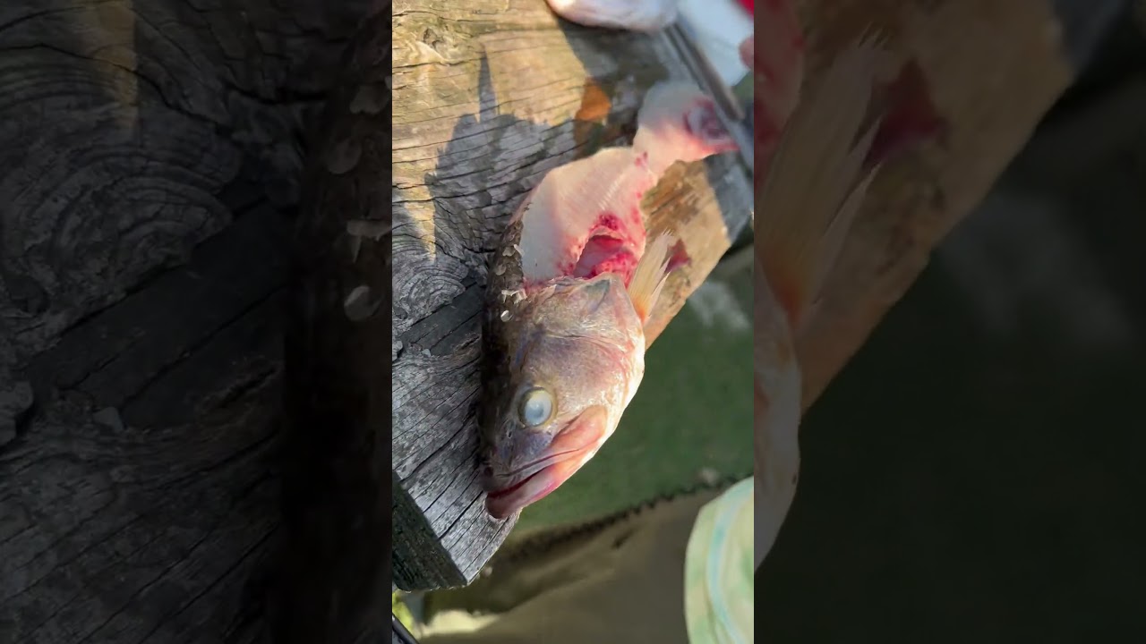 We eat bass over here! 