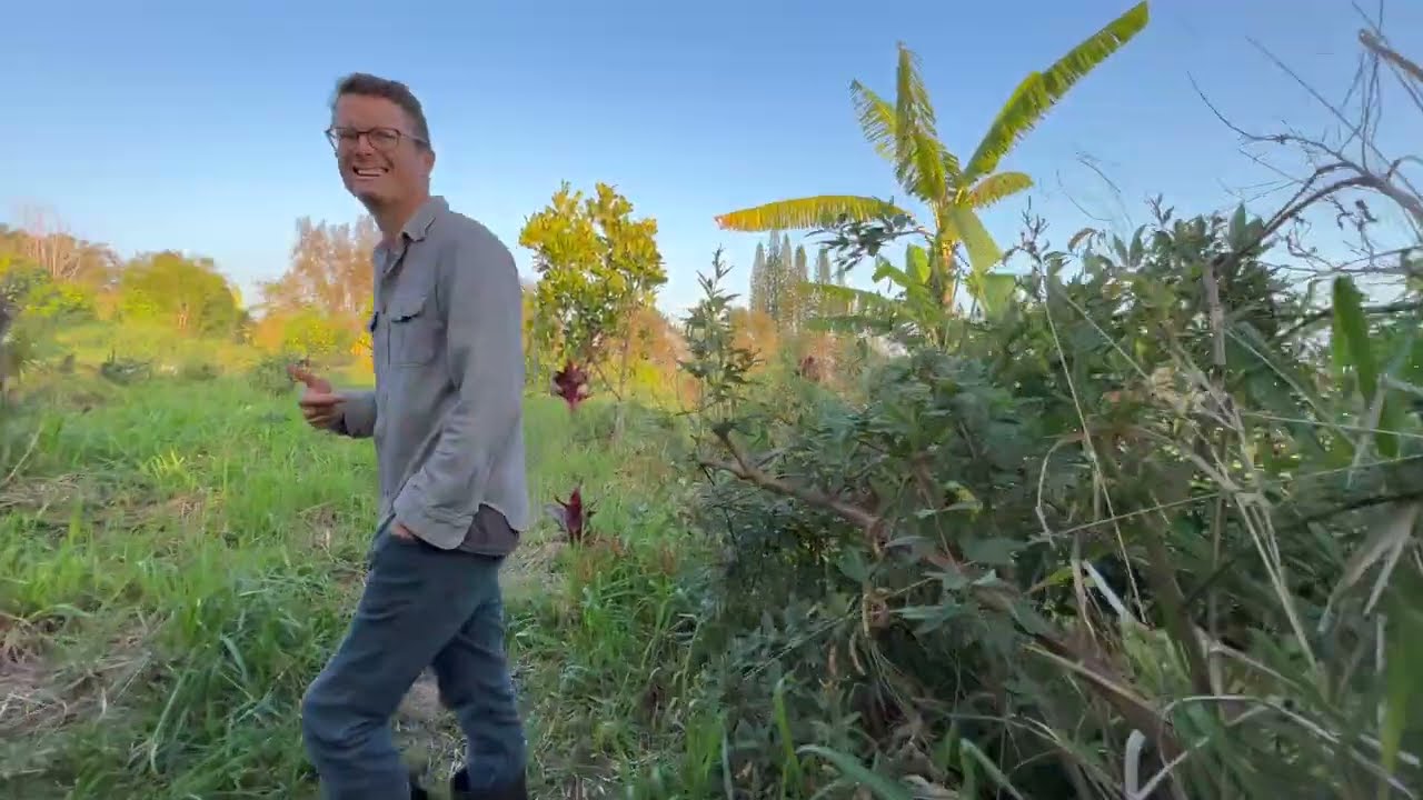 Hawaiian Food Forest Tour: Rare Fruit Varieties & Native Plants at ‘Āina Bear Farm