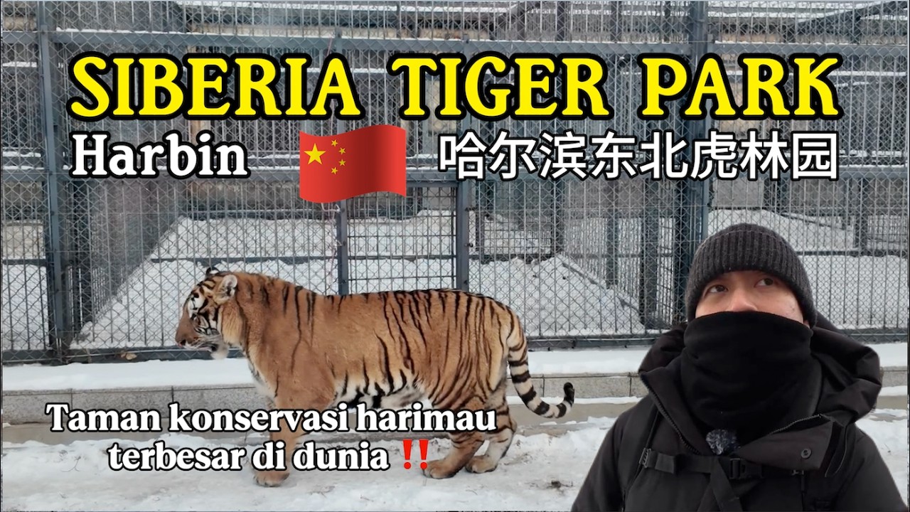 Gede Banget!!! Harbin Siberia Tiger Park: Taman Konservasi Harimau Terbesar di Dunia 🇨🇳 哈尔滨东北虎林园