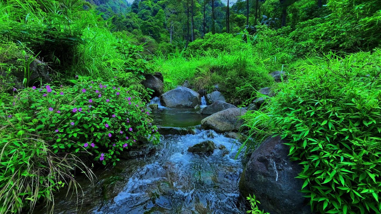 Tranquil Mountain Stream | Soothing River, No Birdsong and Forest Sounds for Relax & ASMR