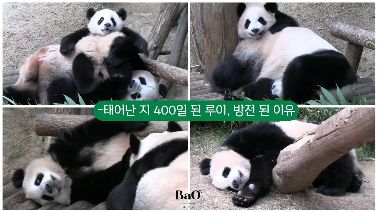 [240810] 루이바오가 루숙자가 됐던 이유 #아이바오 #루이바오 #후이바오 #panda 