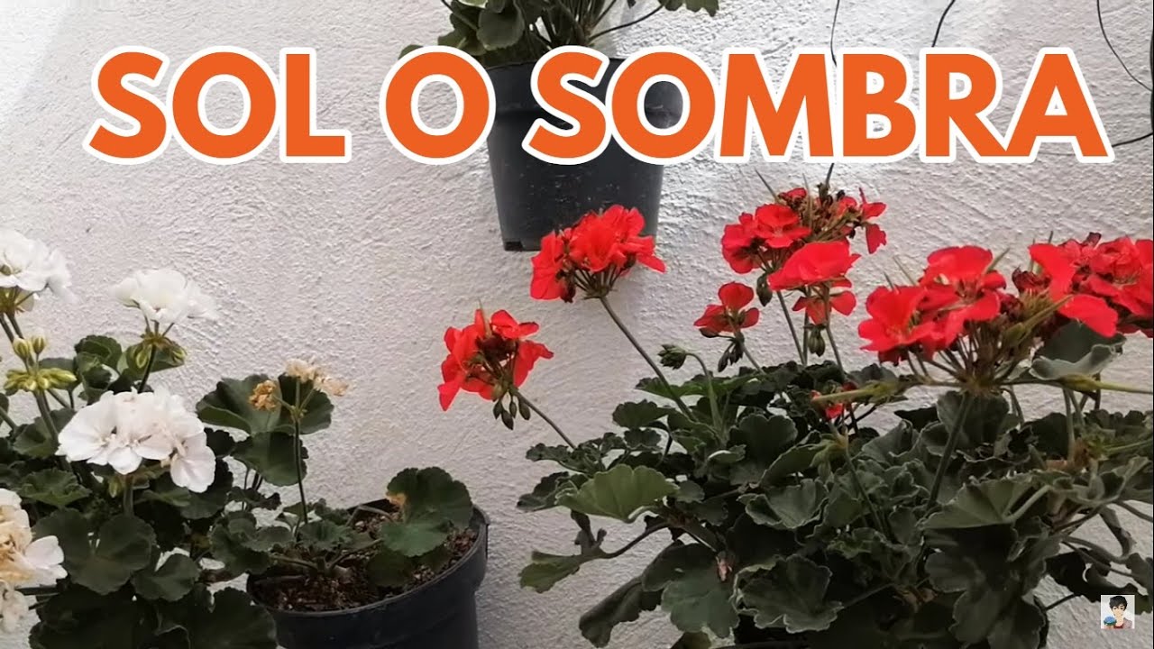 geranios  de sol o  sombra chuyito jardinero