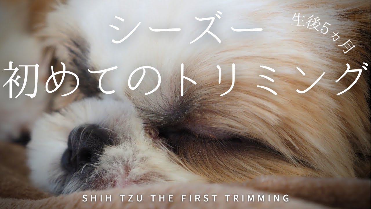 シーズー初めてのトリミング（生後5ヵ月）/Shih Tzu The First trimming